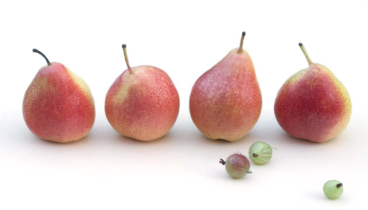 terra plana